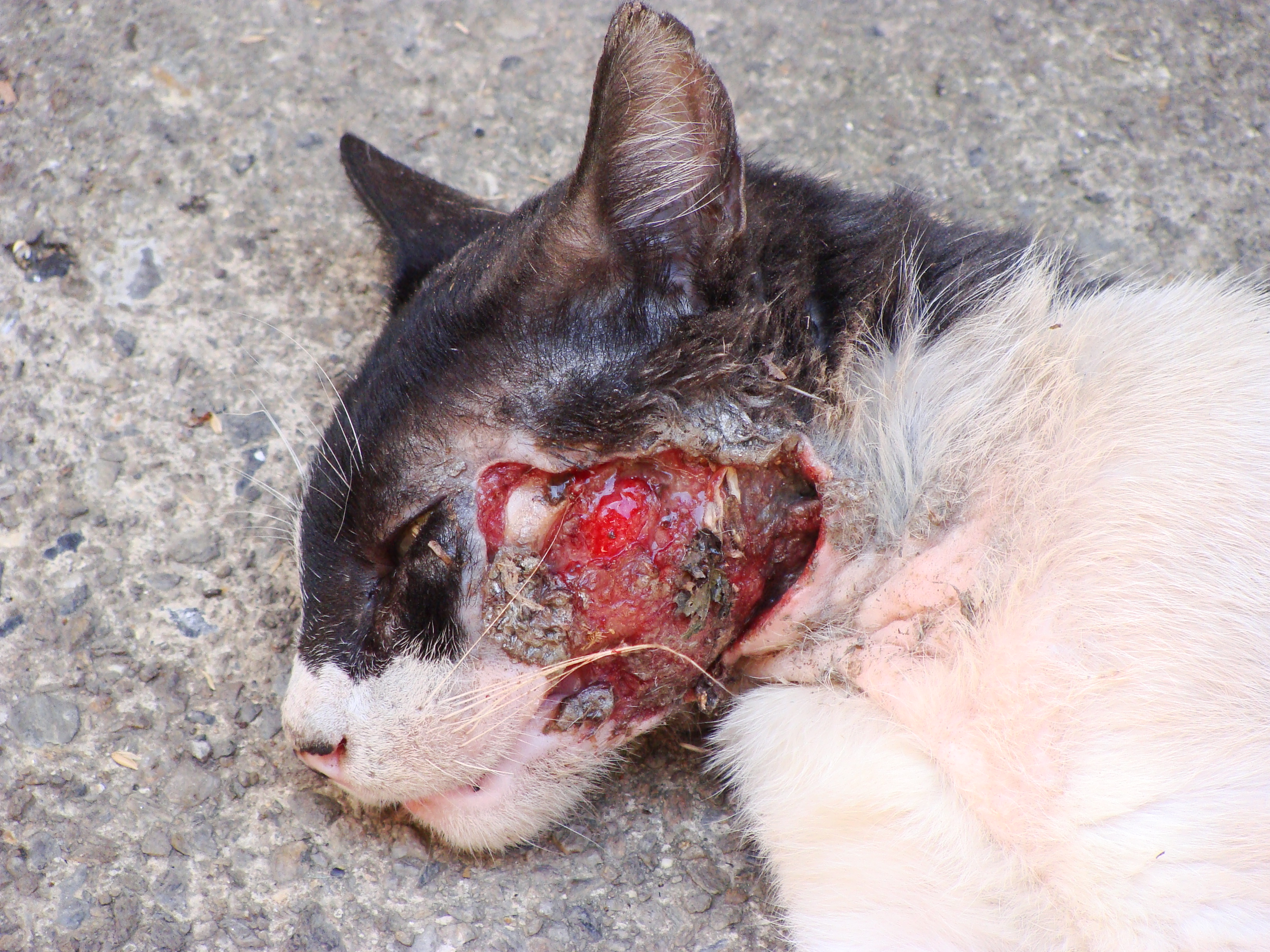GORE COM gore com:
