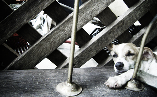 Doggia-02 Doggia-02
