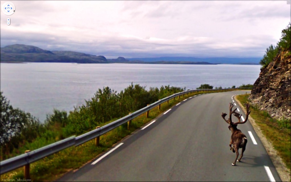 moose